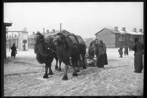 Верблюды и военнопленные на южной окраине Сталинграда. Февраль 1943 года 